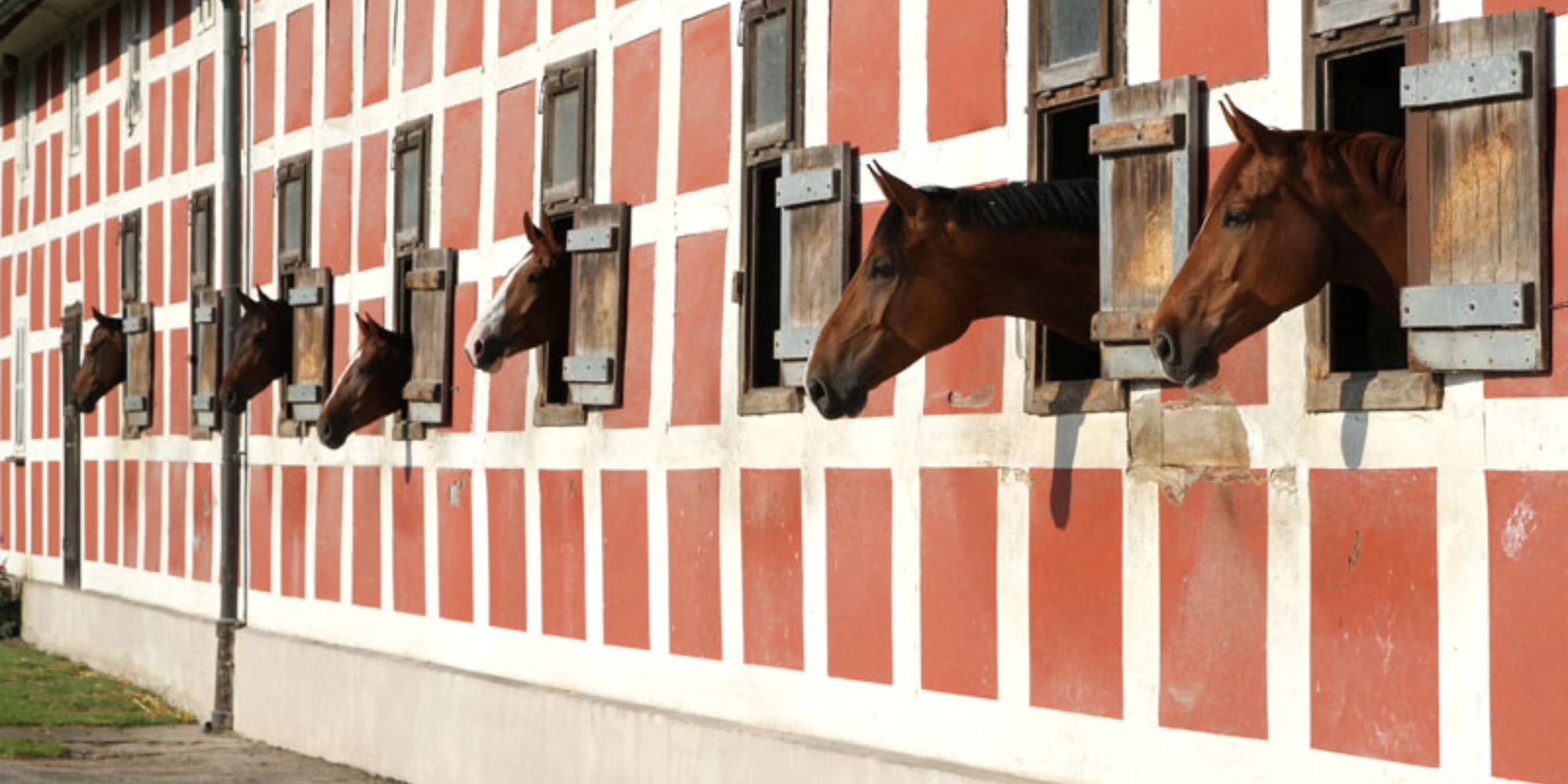Pferde schauen aus den Fensterboxen des Stallgeb&auml;udes