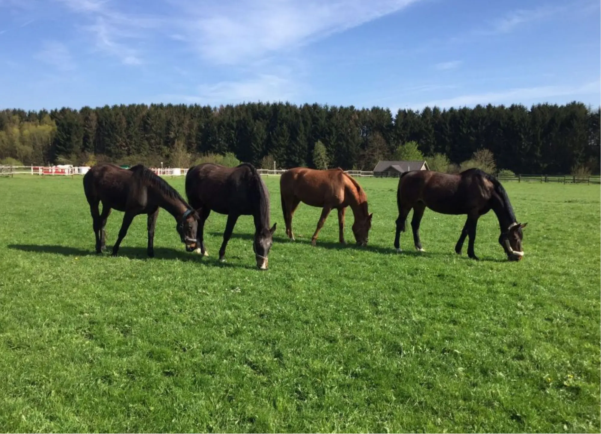Ältere Pferde in der Herde auf der Koppel
